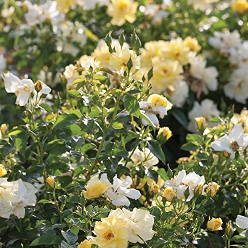 Perfect Plants Lemon Drift Rose Live Plant, 1 Gallon, Yellow Bush - Image 5