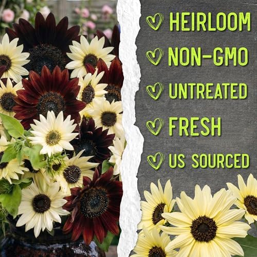 Seed Needs Sunflower Seeds Variety Pack of 2 Helianthus Flowers to Plant - Image 6