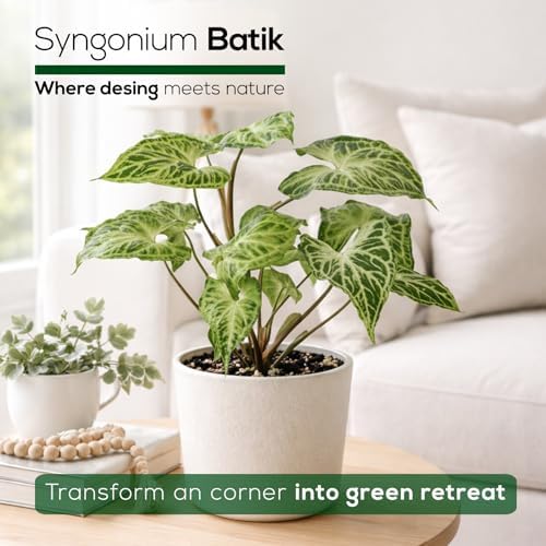 Syngonium Batik Plant (4 Pack) Live Starter Plants, Variegated Arrowhead Vine Houseplants, Easy Care Indoor Tropical Plants Live, Decorative Foliage Plants - Image 5