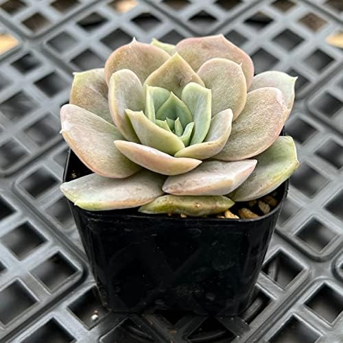 Sprout N Green Echeveria Blue Surprise Live Succulent Plant - Image 3