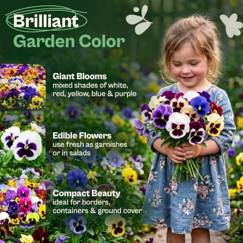 SVI 800 Mix Swiss Giants Pansy Seeds (Viola wittrockiana) – Edible Pansies Flower Seed Packets, Heirloom Garden Seed Mix, Perennial Flower Seeds Packets for Borders, Containers, Outdoor Garden - Image 3