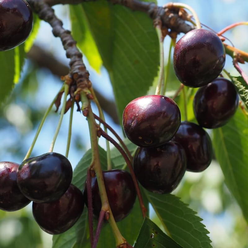2 Black Cherry Trees Live Plants, Tropical Fruit Tree, 1-1.5 Ft Tall - Image 5