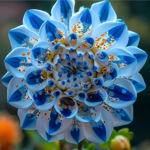 250+ Dwarf Dahlia Seeds, Multi-Color Double Petal, Ornamental Flower, for Container Pot Backyard Patio Balcony Garden - Image 3