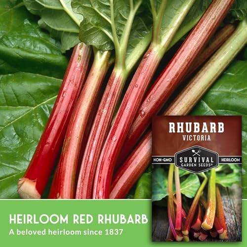 Victoria Rhubarb Seeds for Planting - 5 Packs - Image 3