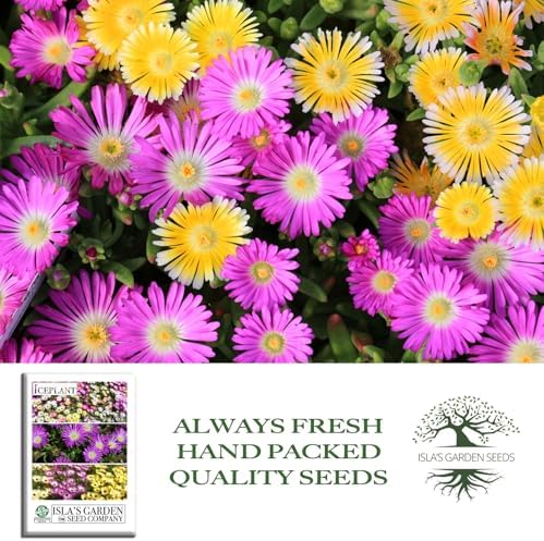 Iceplant Mix Flower Seeds (Dorotheanthus bellidiformis)– 2000+ Heirloom Non-GMO Seeds by Isla’s Garden Seeds, Livingstone Daisy Ice Plant Wildflower Mix, Drought-Tolerant Groundcover Blooms, Sprawling - Image 4