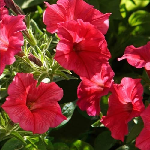 300+ Petunia Seeds for Planting-Wave Petunias Seeds-Mexican Petunia Seed Non-GMO Heirloom for Plant Garden Home - Image 6