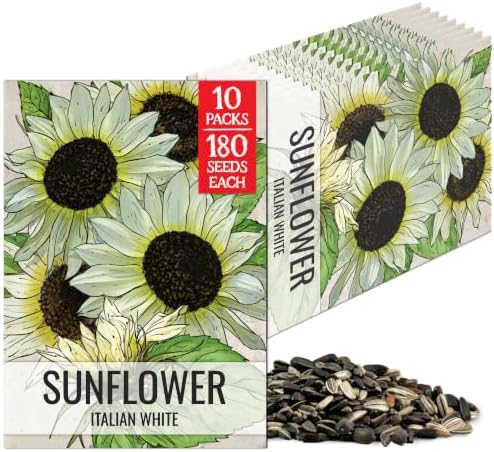 Seed Needs Italian White Sunflower Seeds to Plant Cut Flowers - 10 Packs by SeedNeeds