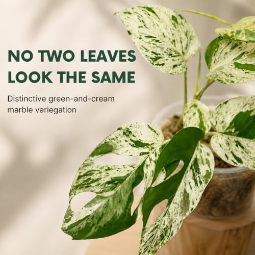 Snow Queen Pothos Live Plant, Variegated Hanging Houseplant - Image 4