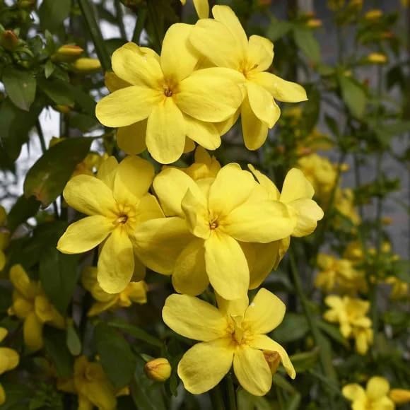 Primrose Jasmine - 4 x 2 inch Cups - Image 5