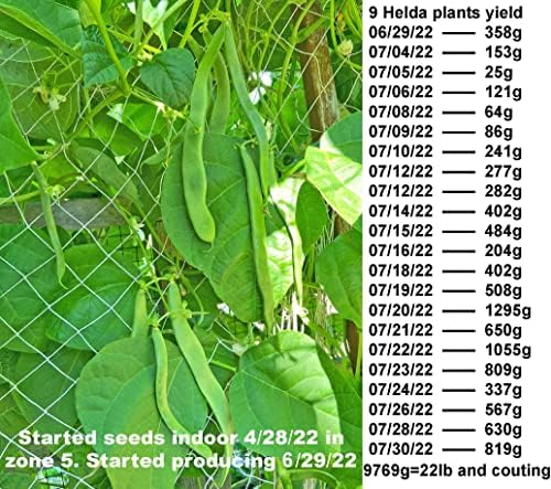 Bean Seeds for Planting Vegetables and Fruits. Pole Beans,Bush Beans,Romano Beans.Non GMO Garden Seeds for Home Vegetable Garden-Organic Stringless Heirloom Romano Green Pole Bean Seeds Helda-30ct+ - Image 3