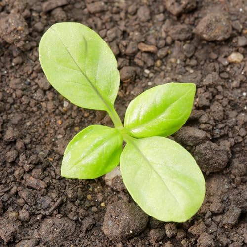 Seed Needs Genovese Sweet Basil Seeds to Plant an Herb Garden - 1 Pack - Image 2