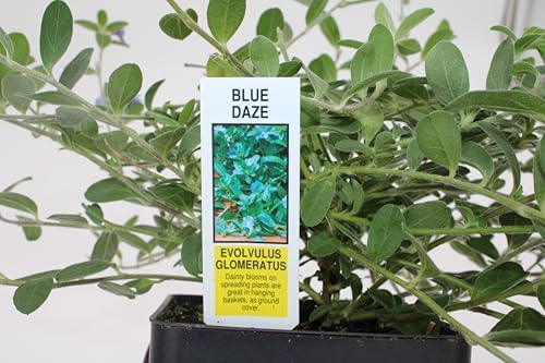 3 Live Blue Daze | 4" Pot | Evolvulus glomeratus | Perennial | Blooming Ground Cover | Low Maintenance - Image 2