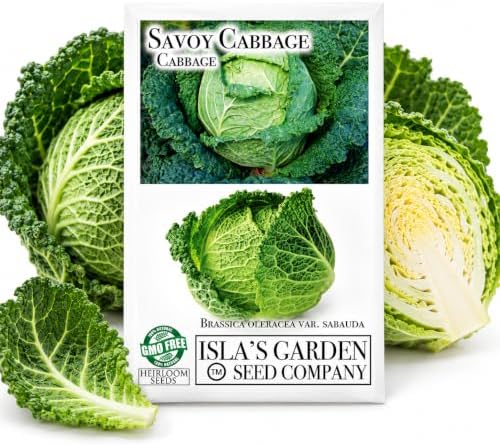 Savoy Cabbage Seeds (Brassica oleracea VAR. capitata) – 500+ Non-GMO Heirloom Seeds by Isla’s Garden Seeds, Crinkled-Leaf Variety with Sweet Flavor, Ideal for Cool Season Gardens & Raised Beds by IslasGardenSeedsCompany