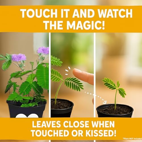 Birthday Gift for Mom – TickleMe Plant that Moves When Touched – Adult Plants Can Produce Pink Flowers – Unique Gift for Mom from Daughter, Son or Kids – Easy Indoor Grow Kit - Image 2