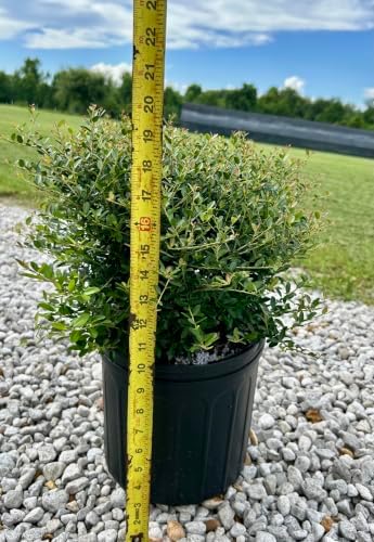Dwarf Yaupon Holly Shrub, Live Plant, 1 or 3 Gallon Container Size, Evergreen Ornamental Bush (3-Gallon) - Image 3