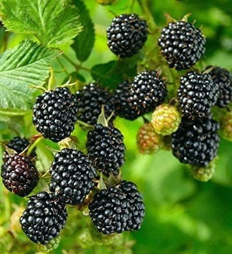Big Daddy BlackBerry Live Plant (5-9" Tall) – Giant Thornless Berry Bush – Zones 5-9 – Vigorous Rubus Starter for Patio Containers or Gardens – Massive Fruit & Pain-Free Harvest - Image 6