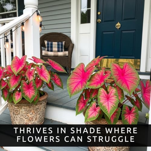 20 Scarlet Arrow Caladium Bulbs | Red & Green Tropical Foliage Plants - Image 4