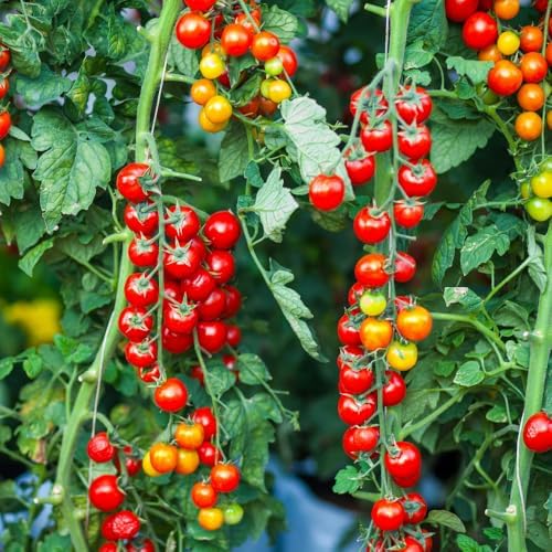 Cherry Tomato Plant, Live Tomato Vegetable Seedling in 4 Inch Pot - Image 4