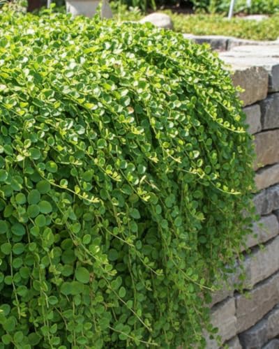 Perennial Farm Marketplace Lysimachia nummularia (Creeping Jenny) Groundcover, 1 Quart, Green Leaves with Yellow Flowers - Image 2