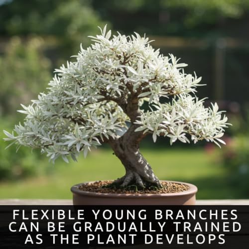 Dwarf White Willow Bonsai Cutting – Live Unrooted Cutting for Growing - Image 3