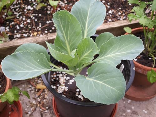 Bravo Cabbage Live Plants - Set of 4 by Unknown