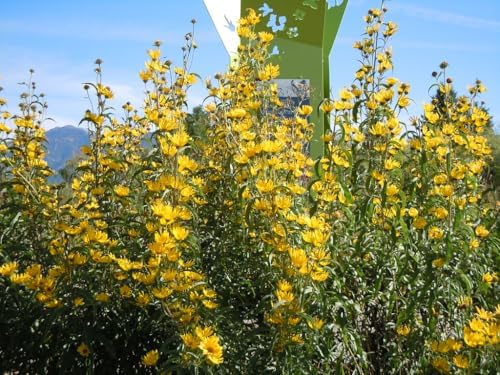 Maximilian Sunflower Seeds - 6000+ Count - for 2026 Planting Prairie Sunflower Perennial Wildflower Drought Tolerant Deer Resistant Tall Yellow Flower Grow Your Own Home Farm Patio - Image 4