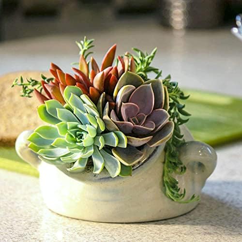Altman Plants, Live Succulents Plants Live Houseplants (5PK), Succulent Plants Live Indoor Plants, Live Plants Indoor Live House Plants, Succulent Plant Kit, Live Cactus Plants Live in Succulent Soil - Image 4