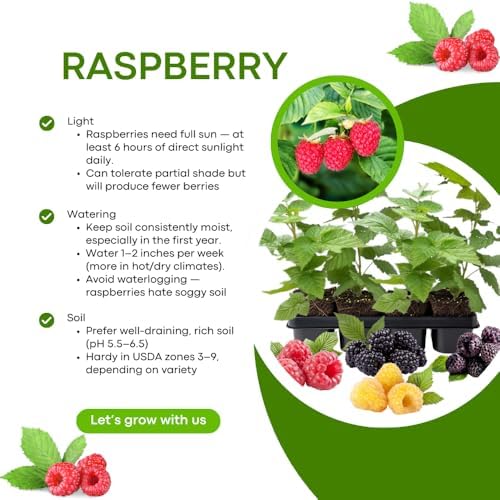 2 Red Raspberry Plants Live, Berry Bush, 4-8" Tall - Image 3