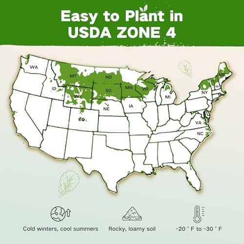 USDA Zone 4 Seed Bank, 32 Varieties Non-GMO Heirloom Vegetable Herb Seeds - Image 2