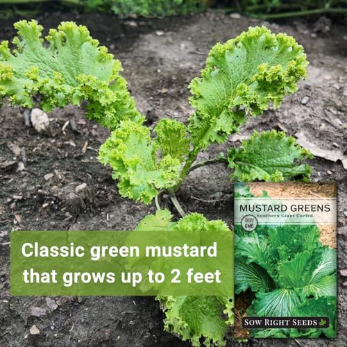 Sow Right Seeds - Southern Giant Curled Mustard Green Seed for Planting - Image 3