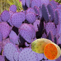 8 Months Old Purple Prickly Pear Cactus Plants Live Potted, 4-6 Inch Tall by HILROQG