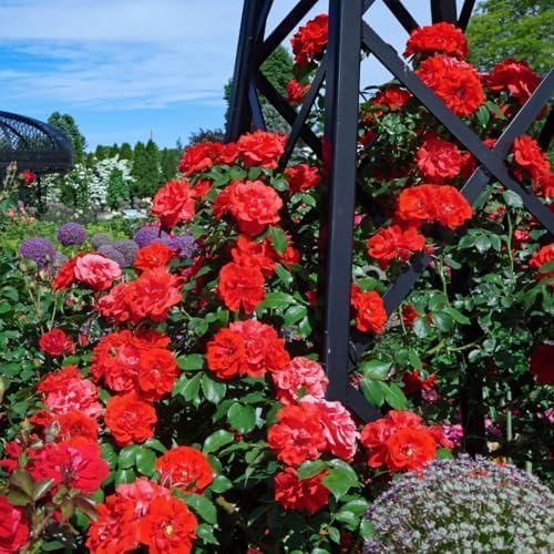 Red Don Juan Rose Live Plant, Hardy, 5-10 Inch Tall - Image 4