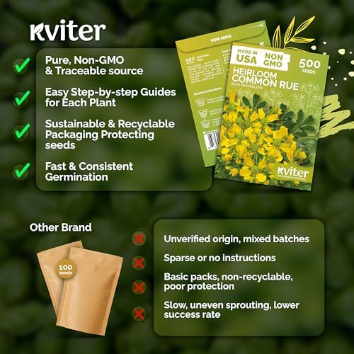 500 Common Rue Heirloom Herb Seeds for Planting, Ruta Graveolens - Image 5