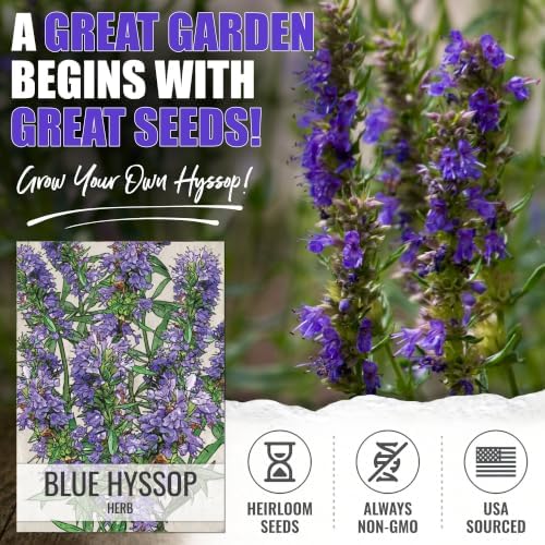 Seed Needs Blue Hyssop Seeds to Plant an Herb Garden - 5 Packs - Image 2