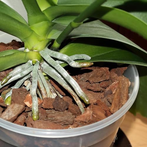 Orchid Bark 2qt, Natural Pine Bark Mulch for Plants, Great for Orchids, Succulents, Cactus, Bonsai, Ideal for Houseplant Mulch - Image 5