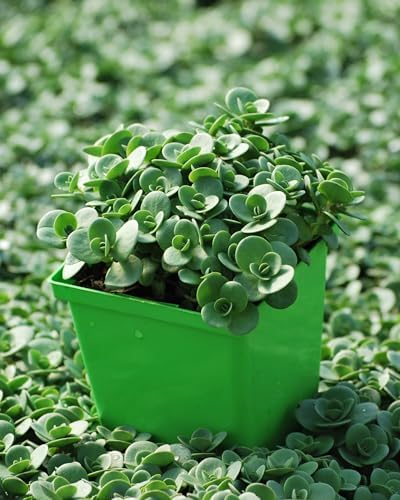 Perennial Farm Marketplace Sedum Sunsparkler® 'Lime Zinger' (Stonecrop) Groundcover, 1 Quart, Soft Pink Flowers - Image 3