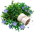 50 Vinca Periwinkle Plants Live, Outdoor Garden Flower Plant by Unknown