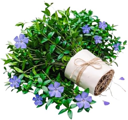 50 Vinca Periwinkle Plants Live, Outdoor Garden Flower Plant by Unknown