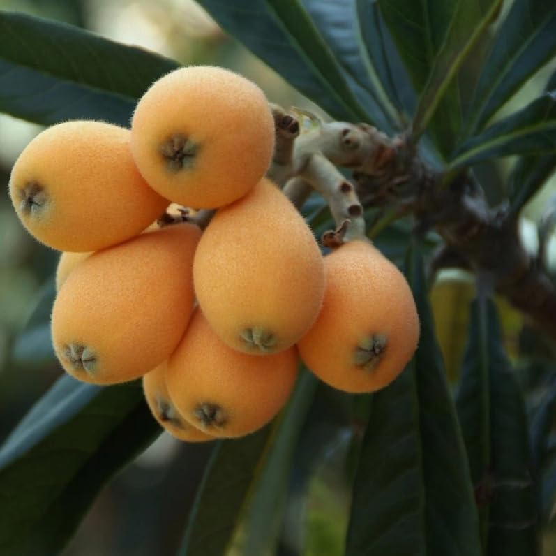 Yellow Loquat Plant 5-12 Inch Tall 4 Inch Pot, Sweet Loquat Fruit Tree Golden Plum Tree Ornamental Trees, No Ship CA - Image 6