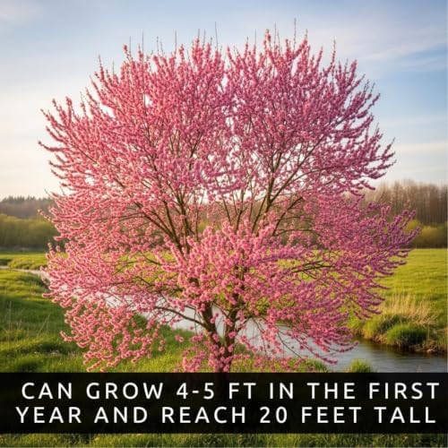 4 Pink Pussy Willow Tree Cuttings to Plant | Fast Growing Ornamental Willow (4 Cuttings) - Image 3