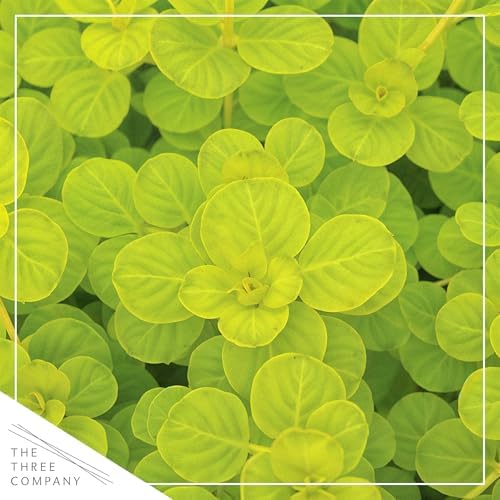 Creeping Jenny (Lysimachia nummularia) (2 Pack) - Live Trailing Ground Cover Perennial, 6" Tall by 4" Wide in 1 Pt Pot - Image 2