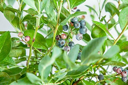 Perfect Plants Powder Blue Rabbiteye Blueberry, 1 Gallon, Live Plant - Image 6