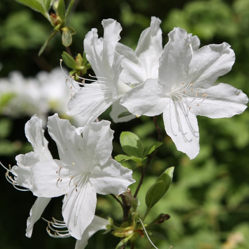 White Azalea Plant in 4" Pot, 8-10" Tall, Azalea Bush Rhododendron - Image 5