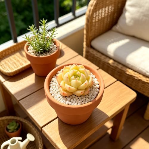 Live Succulent Echeveria 'Peachy Cheeks', 2 Inch Potted Rooted Houseplant - Image 6