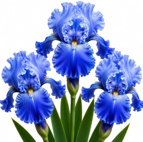 3 Bearded Iris Bulbs for Planting – Large Colorful Perennial Flowers – Hardy Outdoor Garden Plant Rhizomes, Victoria Falls by CZGrain