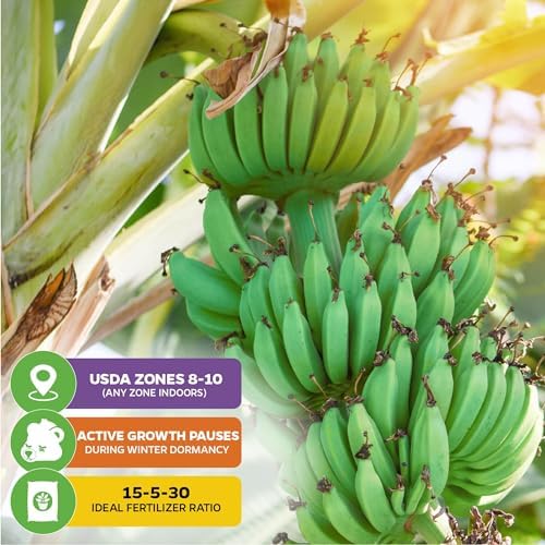 Ice Cream Banana Tree (2-Pack) Live Plants by Wellspring Gardens - Image 5