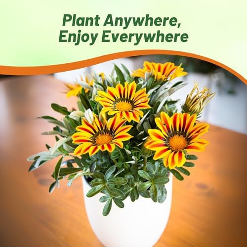 Outsidepride New Day Red Striped Gazania Seeds for Planting – 50 Pcs Perennial, Low-Maintenance, Drought-Tolerant Ground Cover Seeds for Vibrant Summer & Fall Flowers, Great for Outdoor Gardens - Image 5