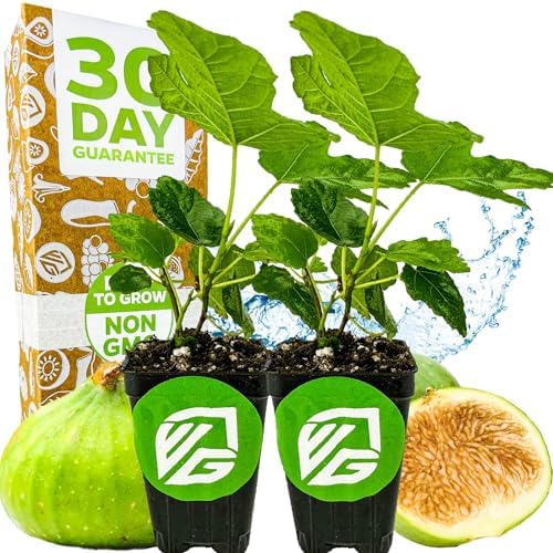 Lattarula Honey Fig (Italian Honey) Live Fig Plant - Ficus carica by Wellspring Gardens - Starter Plant for Your Garden and Patio - Grow Your Own Edible Fruit Tree (2-Pack) by WellspringGardens