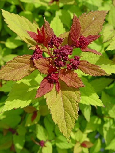 Spiraea jap. 'Magic Carpet' (Spirea) Shrub, #3 - Size Container - Image 7