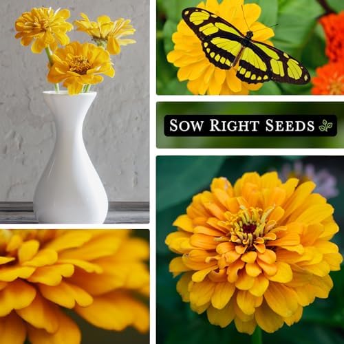 Sow Right Seeds - Canary Bird Zinnia Seed for Planting Flowers Outdoors 2pk - Image 5